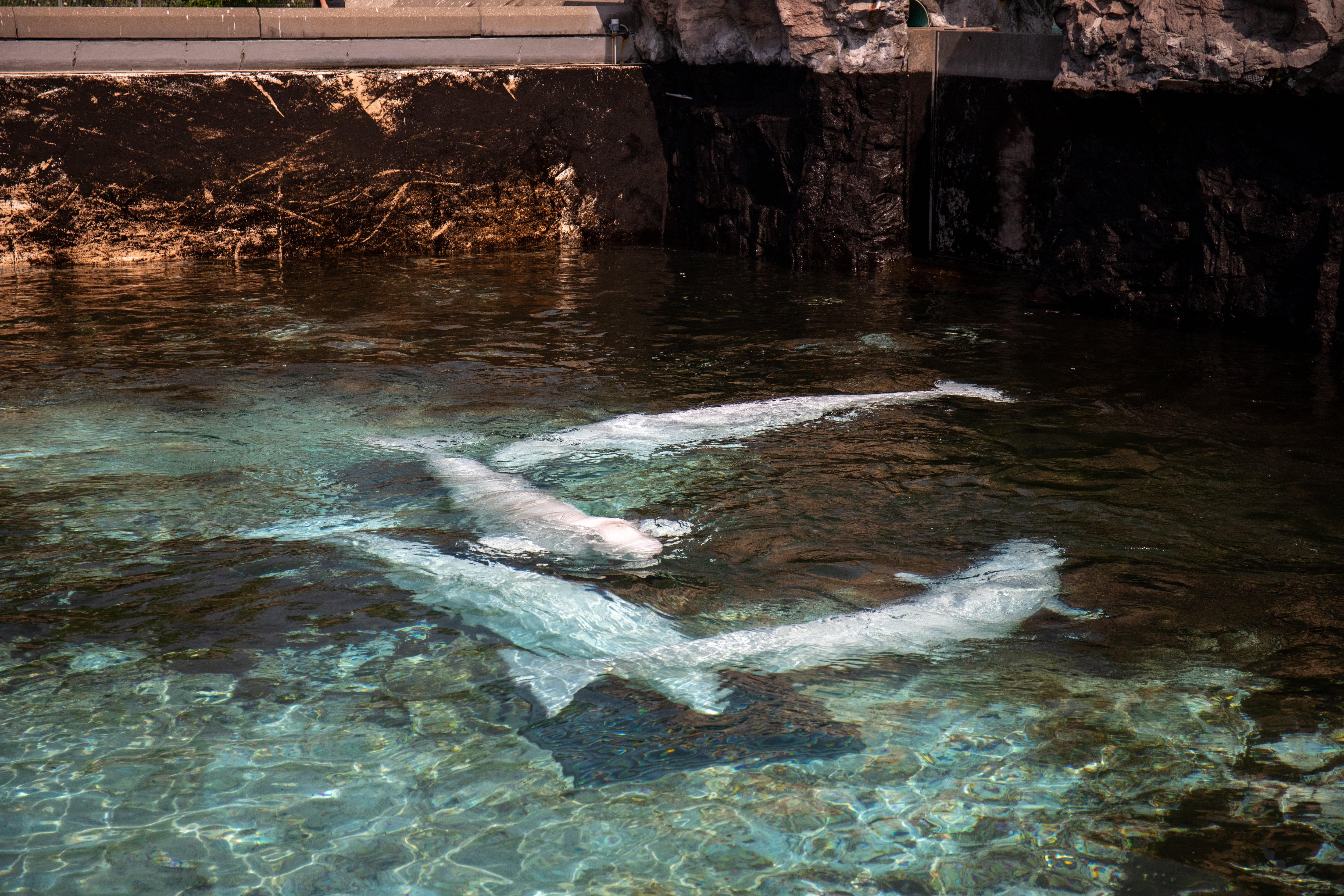 Beluga whale rescue