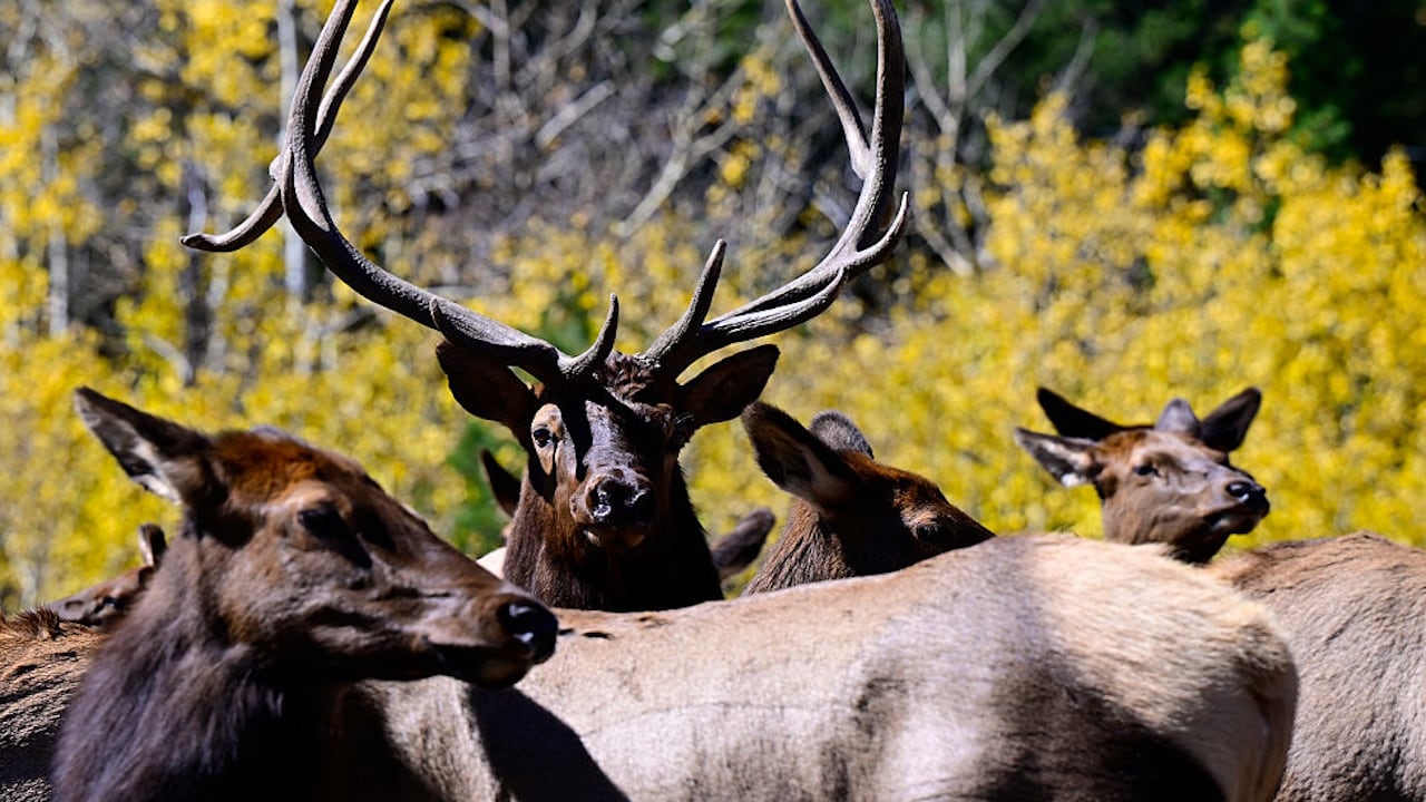 File photo. A video of elk crossing a Montana highway has received rave reviews