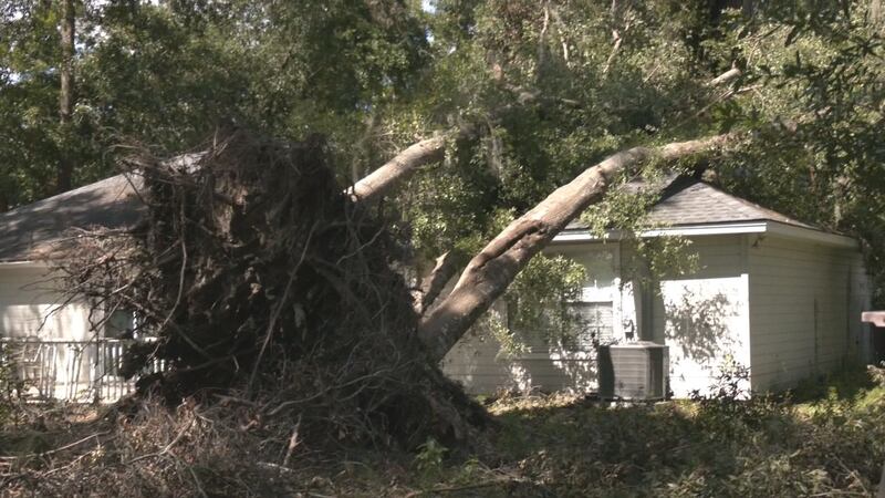 Family members in Glynn County are facing several challenges after winds from Helene toppled more than a dozen large trees on their property.