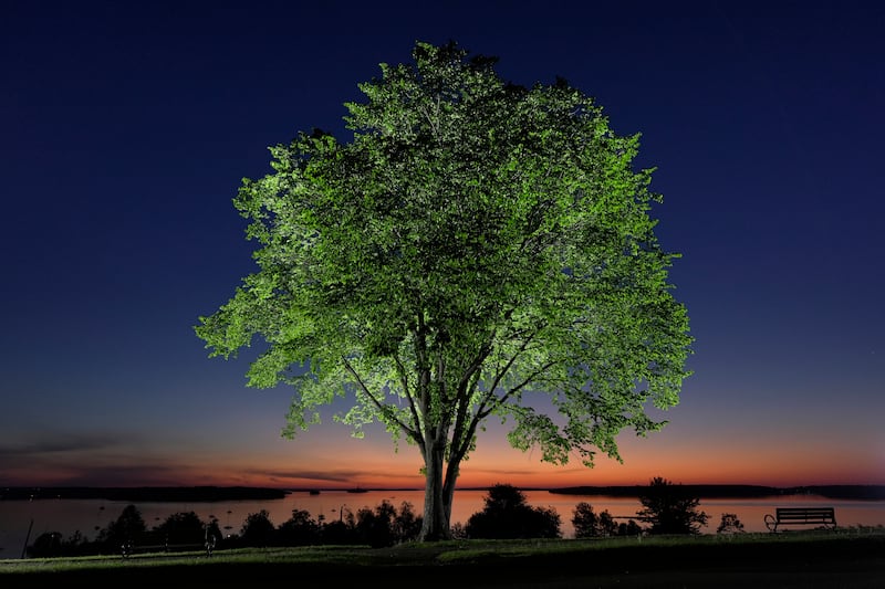 A new generation of elm trees could be equipped to beat the disease that killed the parents