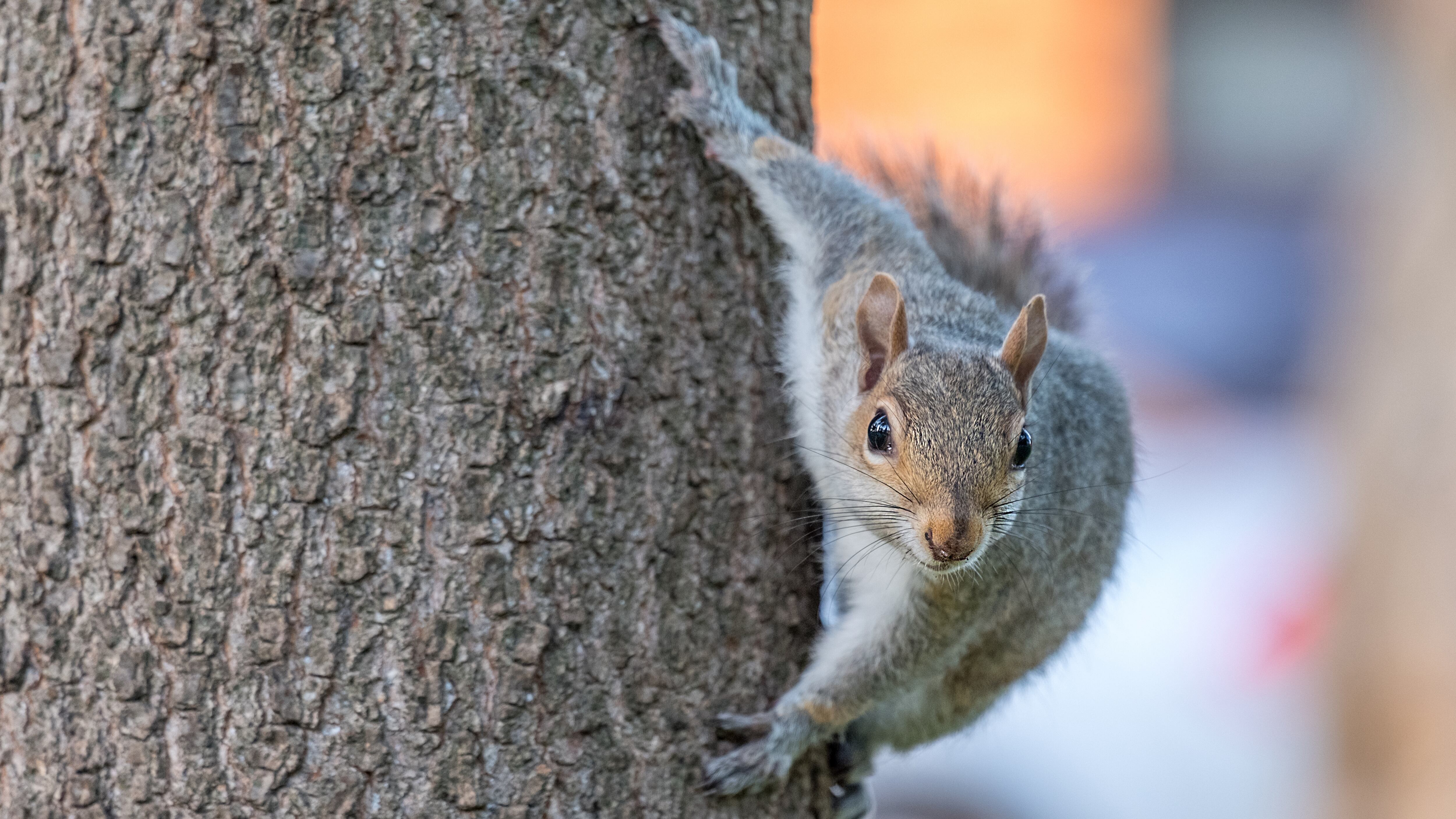 Gray squirrel climbing a tree