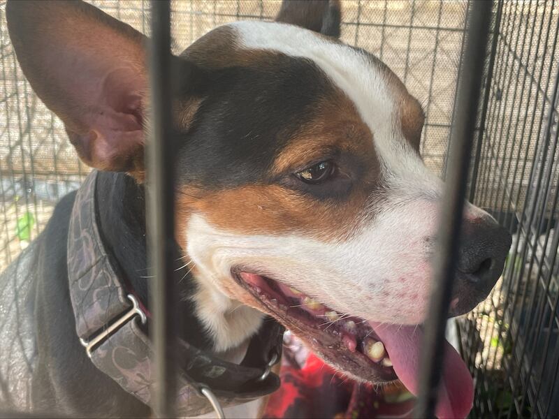 The animals seized will be treated in Clay County until they can be adopted into new homes.