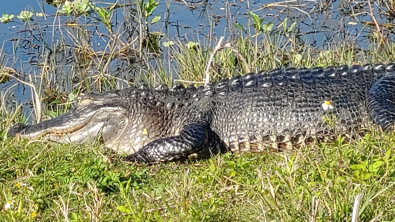 File photo. A 14-foot alligator was removed from a Florida neighborhood by deputies.