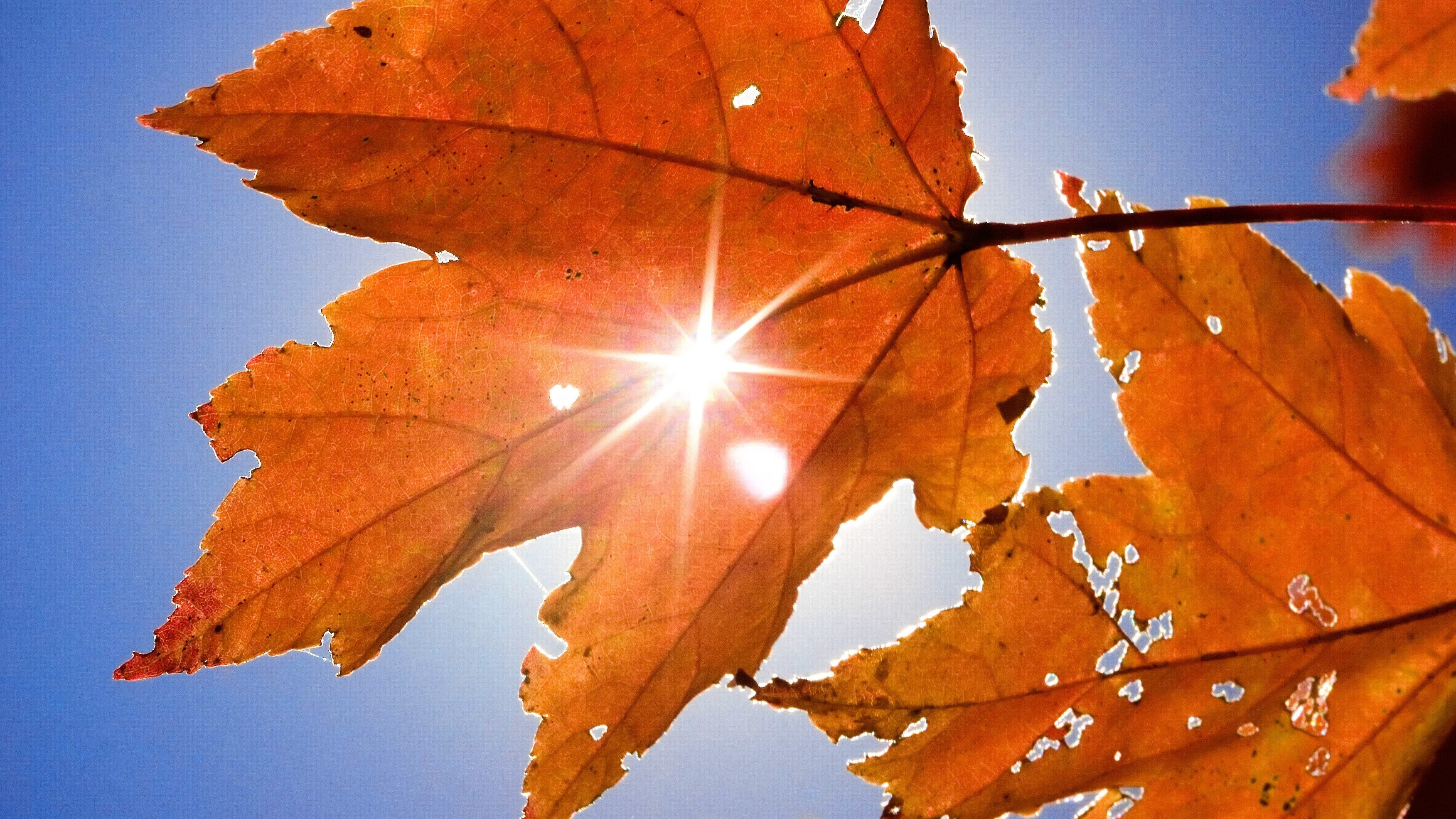 The sunbeams burst through the little holes in a leaf