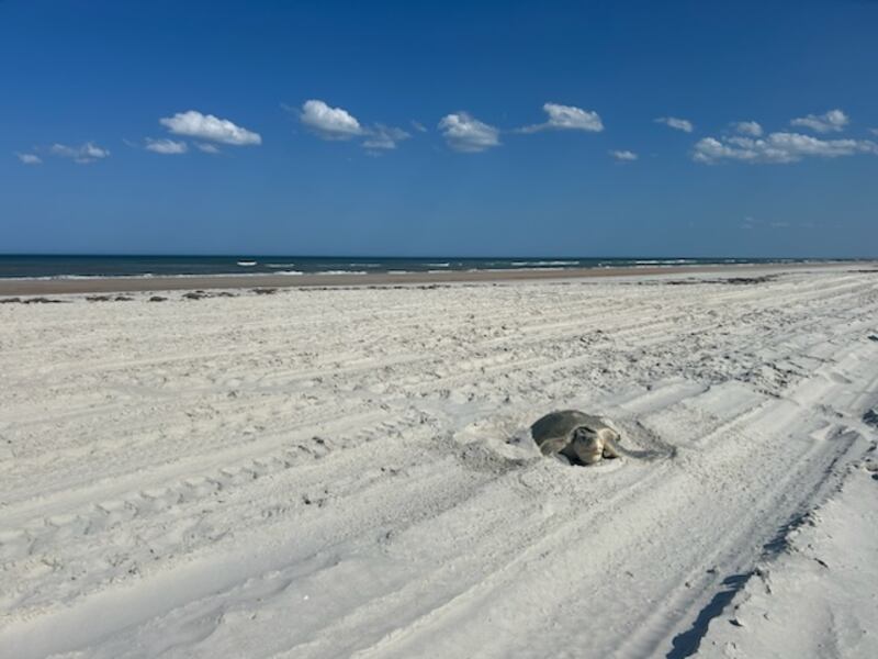 (Mikler's Beach Turtle Patrol)