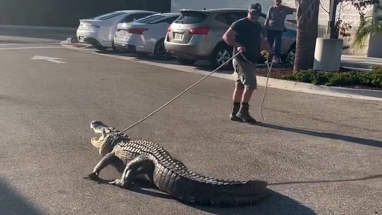 A trapper works to subdue a 10-foot-long alligator that was discovered in the parking lot of a Florida convenience store.