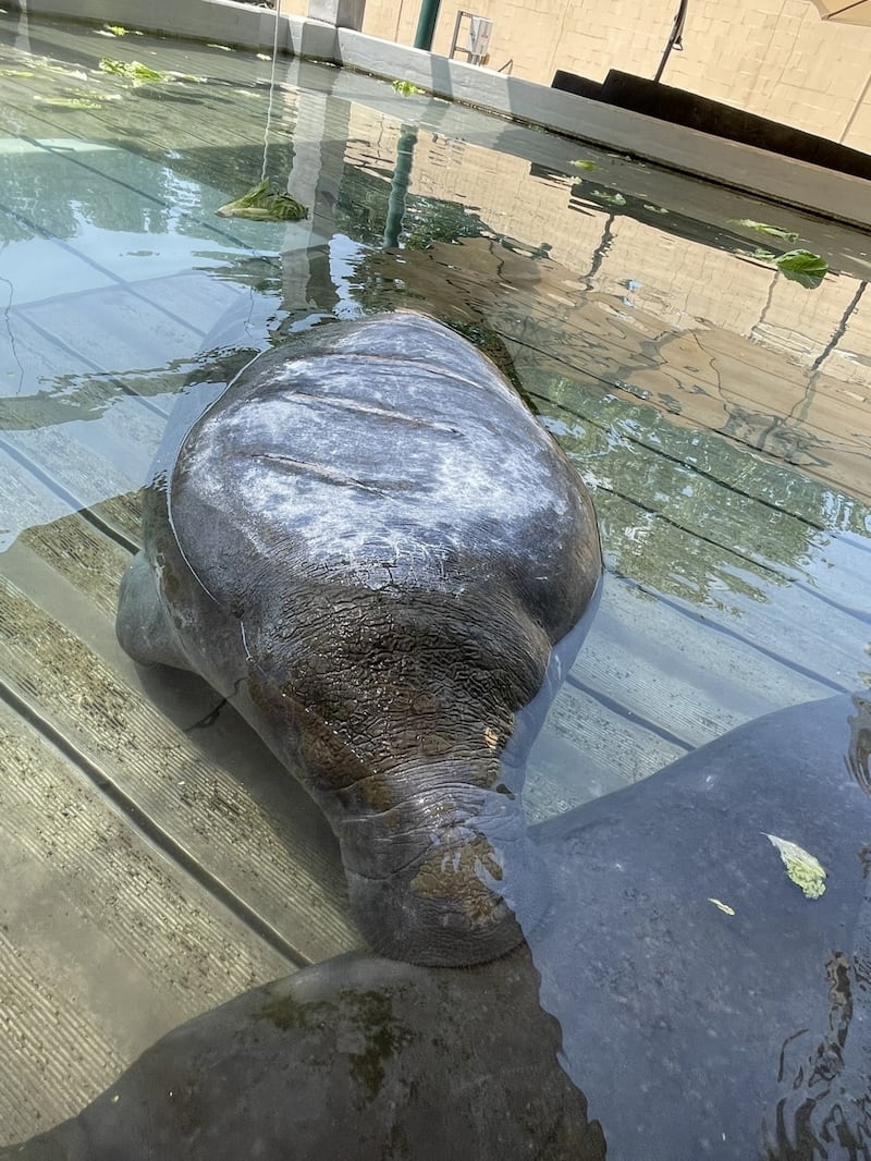 After sustaining a serious injury in a vessel strike, a manatee rescued on Brunswick's East River is rehabilitating at Jacksonville Zoo and Gardens.