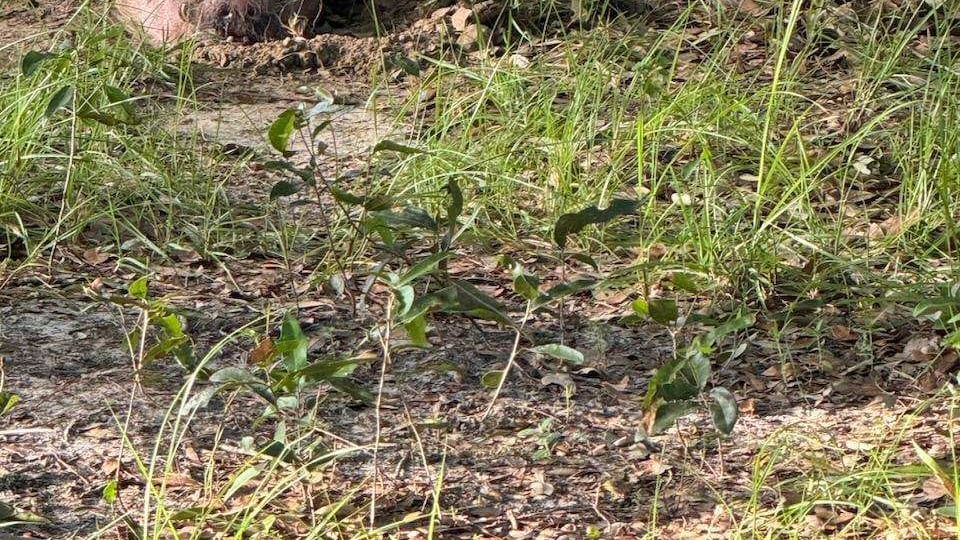 Several pot bellied pigs were found in Columbia County.