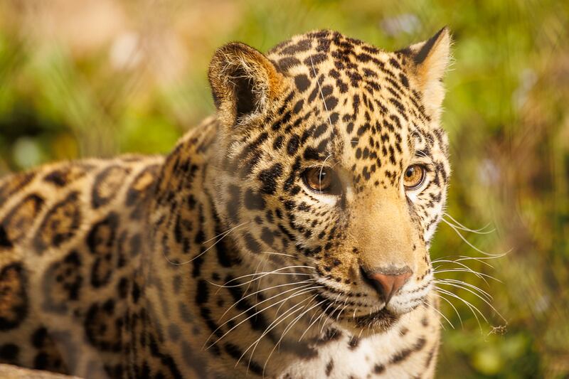 Banks was born on April 7, 2023 at Jacksonville Zoo and Gardens.