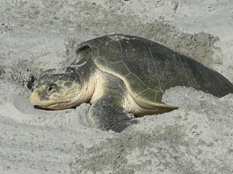 (Mikler's Beach Turtle Patrol)