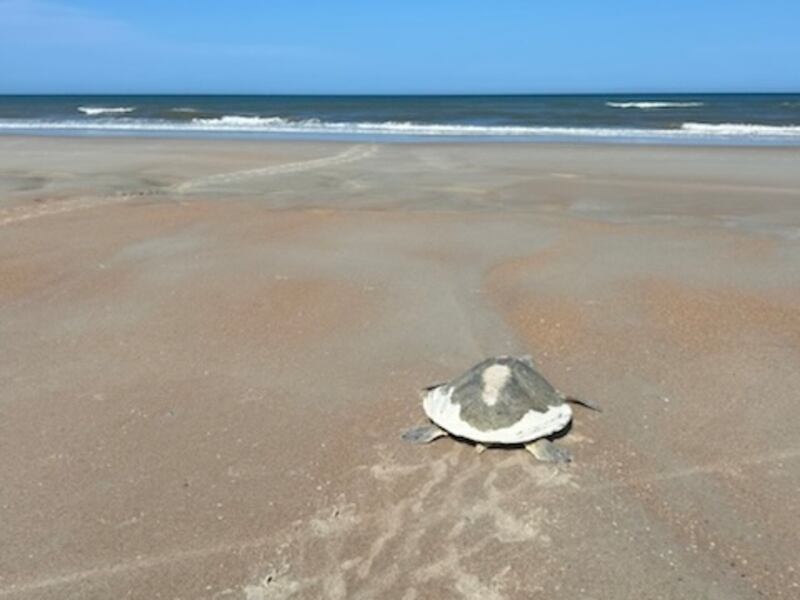 (Mikler's Beach Turtle Patrol)