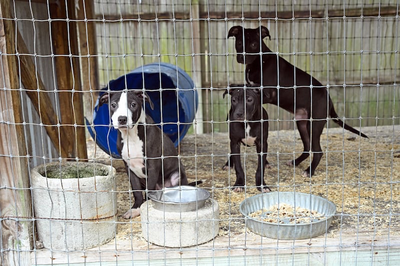 Humane World for Animals rescues dogs from a suspected dogfighting situation in Clay County, Florida as part of a multi-property seizure in Clay and Union counties on Dec. 10, 2025.  (Kevin Wolf/AP)