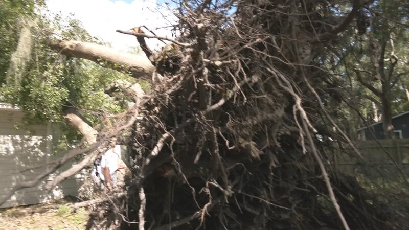 Family members in Glynn County are facing several challenges after winds from Helene toppled more than a dozen large trees on their property.