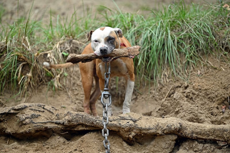 Humane World for Animals rescues dogs from a suspected dogfighting situation in Clay County, Florida as part of a multi-property seizure in Clay and Union counties on Dec. 10, 2025.  (Kevin Wolf/AP)