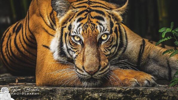 The Jacksonville Zoo and Gardens has announced that one of the Malayan tigers, Cinta, is expecting two cubs.