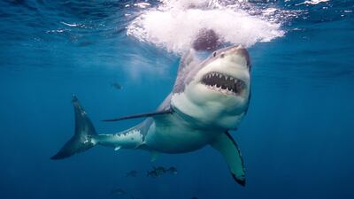Stock photo of a great white shark.