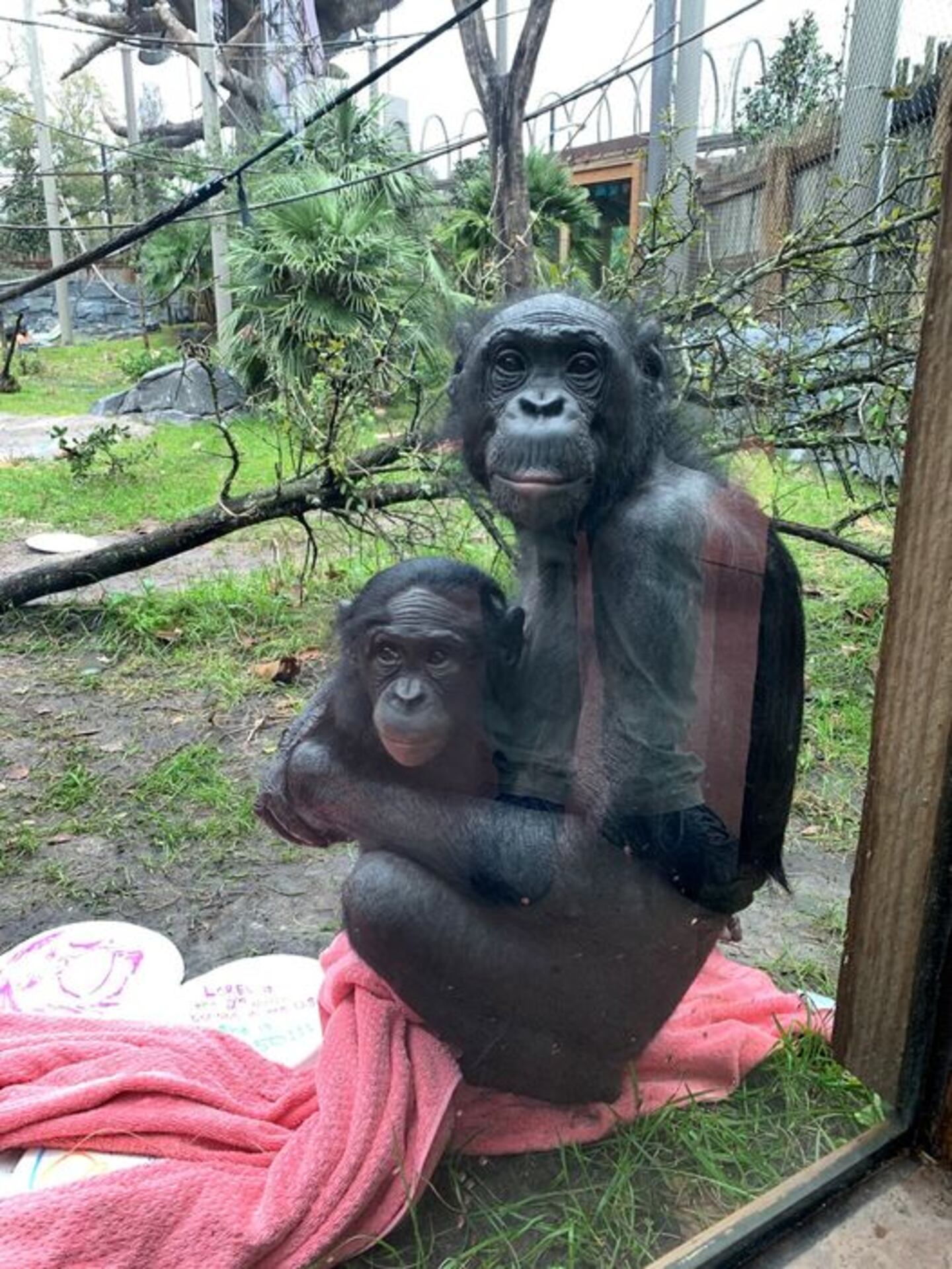 Some of the items that the zoo needs for the bonobos include sheets, towels, t-shirts and pillowcases.