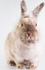 Bunny example