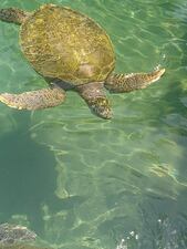 Sea Turtle Swimming in the Virgin Islands March 2025 Photo Credit: Larry and Sharon Pasikowski (used with permission by Kristine Bellino for WOKV, Cox Media Group)