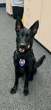 The Fernandina Beach Police Department has a new member on the force: Officer Hanna. She’s the new Community Engagement Ambassador.