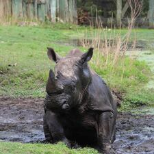 Beloved white rhino dies at 55