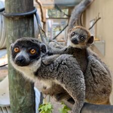 Image provided by the Jacksonville Zoo and Gardens