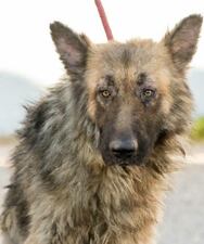 The Nassau County Humane Society is one of the animal rescue organizations helping recover 163 dogs from a hoarding and breeding situation in Georgia.