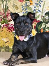 Bix, half-Siberian Husky dog from St. Augustine Humane Society