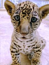 The newest Jacksonville jaguar cub needs help with a name so enter to submit your suggestion.