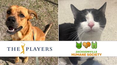Jax Humane and THE PLAYERS offering free weekend of pet adoptions. Pictured are Blaze (left) and Marble (right).