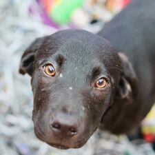 Here is another pet up for adoption from the Atlanta Humane Society. Check https://atlantahumane.org/adopt/ for more information on the adopting process, fees, location and more.