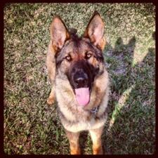The St. Johns Sheriff’s Office is searching for the person they believe might be responsible for drowning a police dog early Tuesday morning.