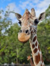 As a geriatric giraffe at 22 years old, Spock was humanely euthanized.