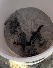 Bucket containing baby leatherback sea turtles at Amelia Island.