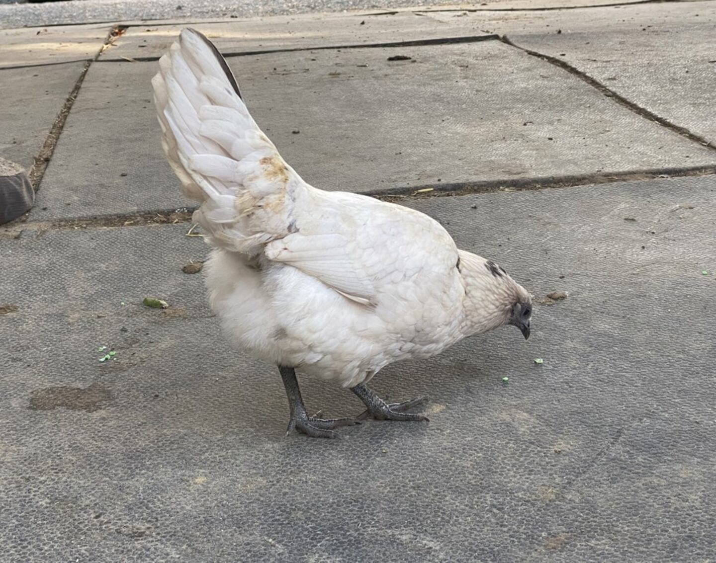 Chicken Eating Photo Credit: Kristine Bellino