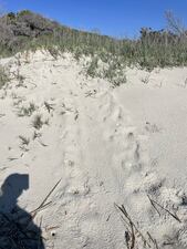 First Georgia sea turtle nest of the 2025 season found on Jekyll Island on May 1st
Photo: Georgia Sea Turtle Center