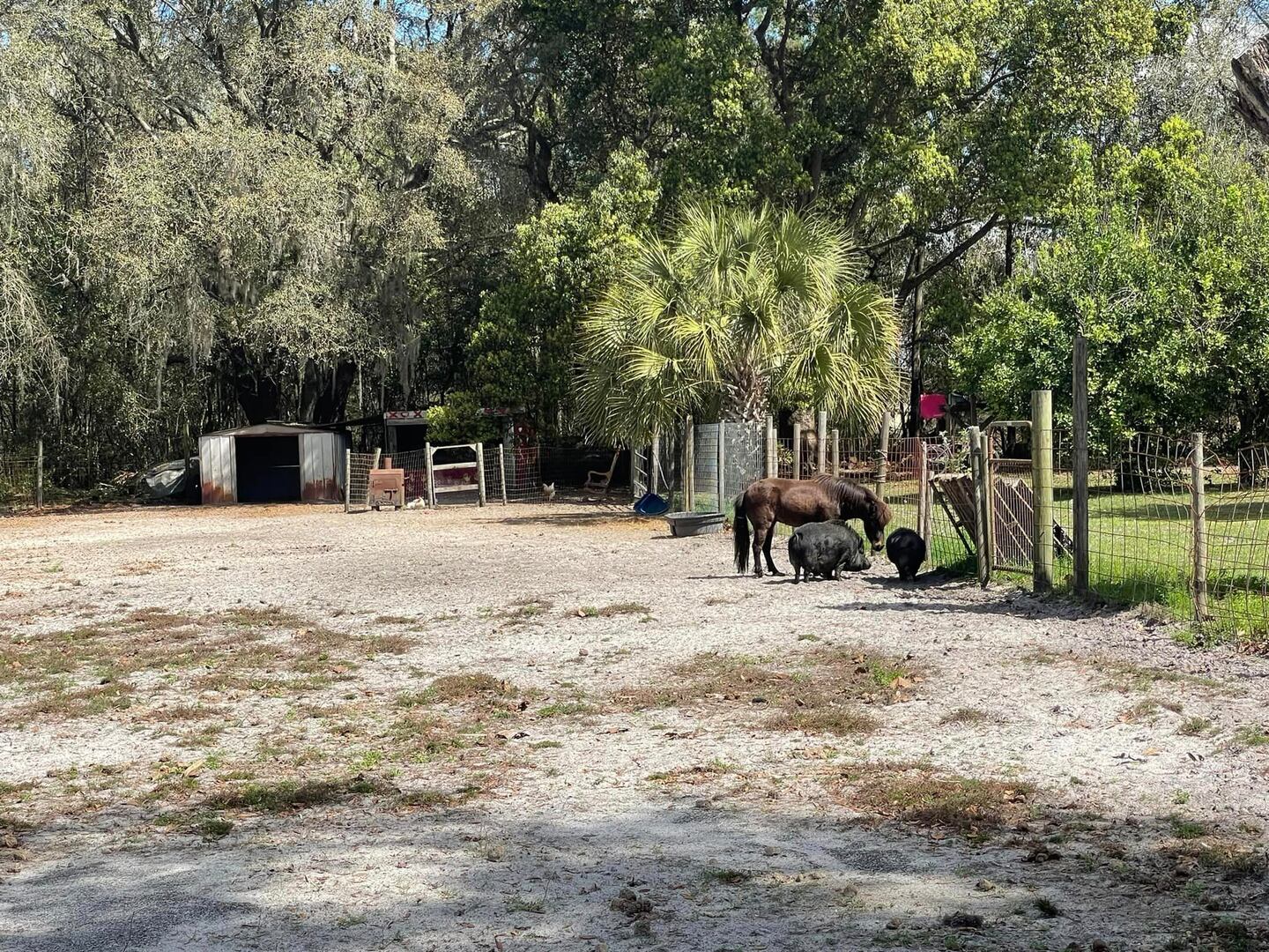Putnam County pig with no owner now has a new home.